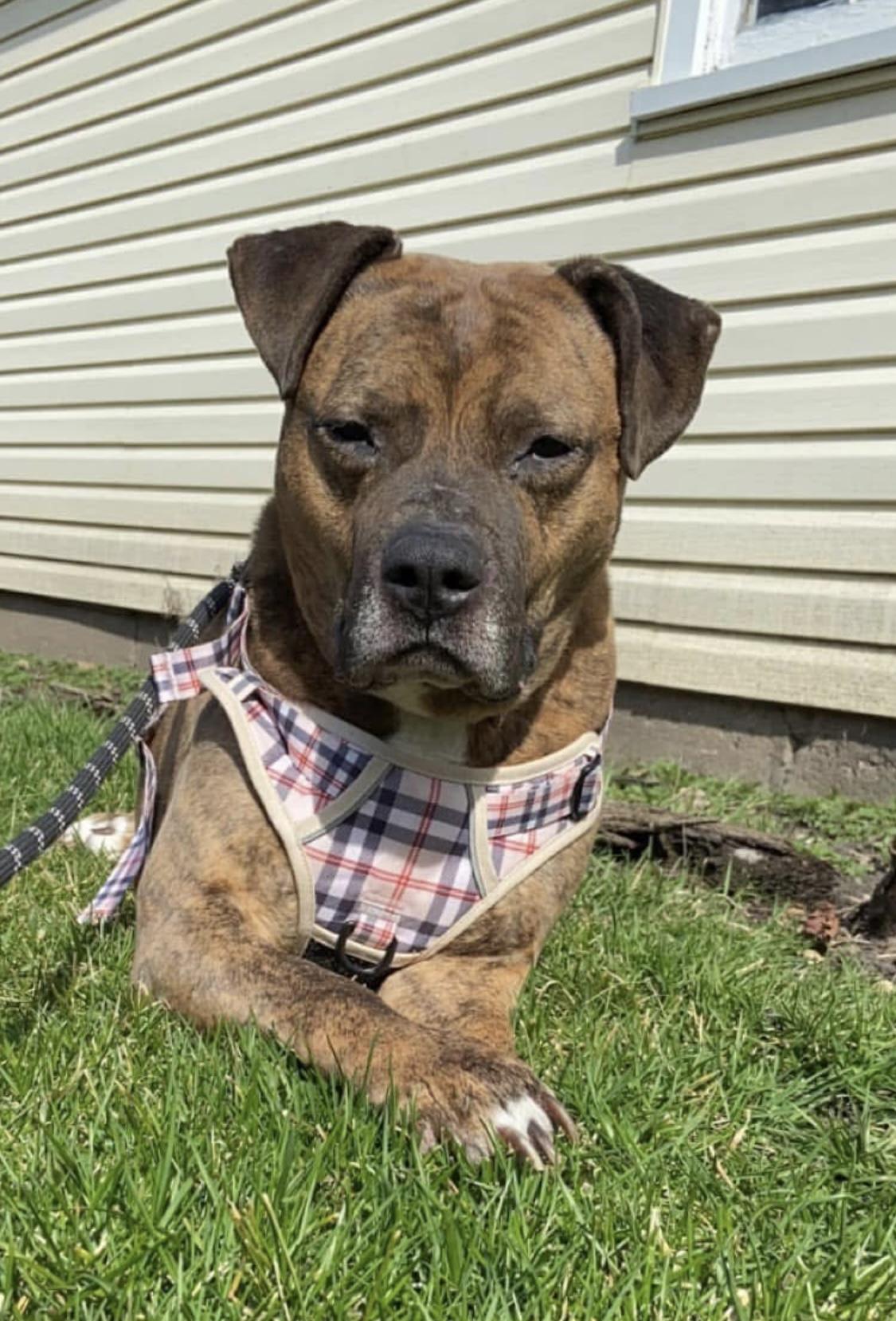 Quincy, a Adoptable mixed breed in Crystal Lake, IL image 5/5