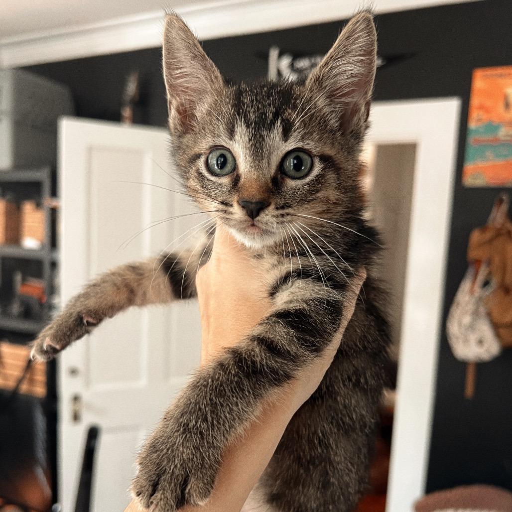 TAC, Adoptable, Kitten Male Domestic Short Hair.