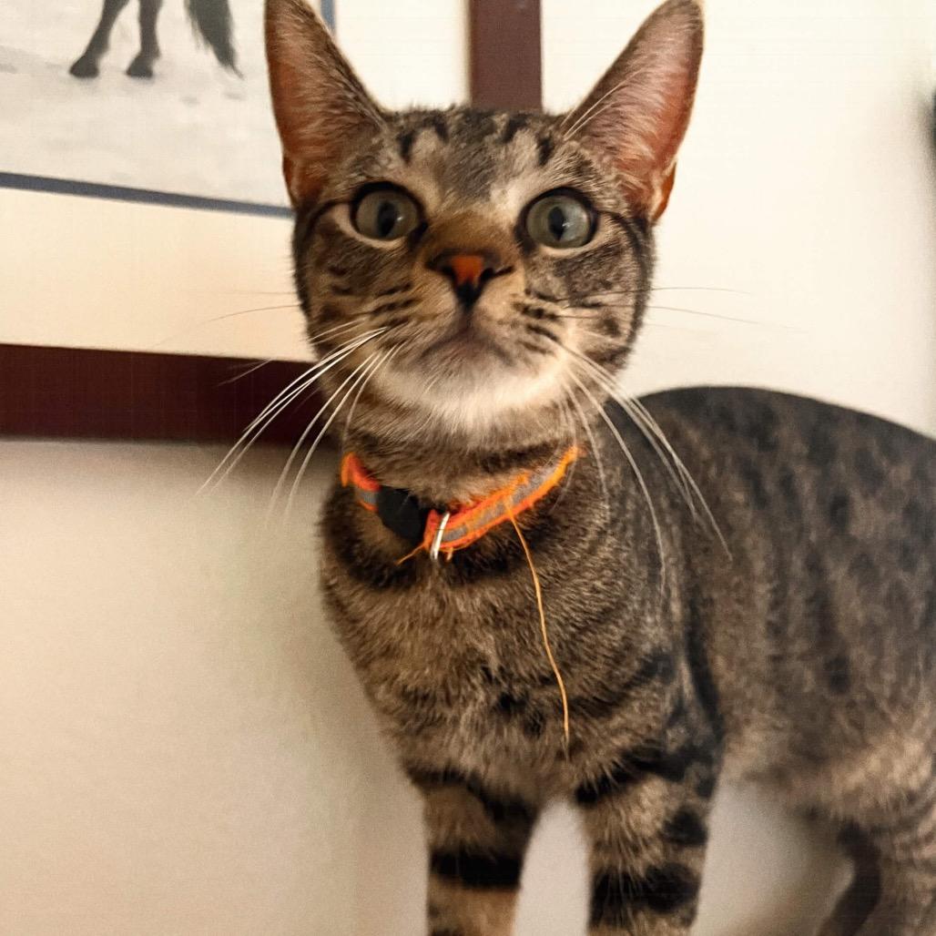 Enlarge TAC, a Adoptable Domestic Short Hair in San Antonio, TX image 2/3
