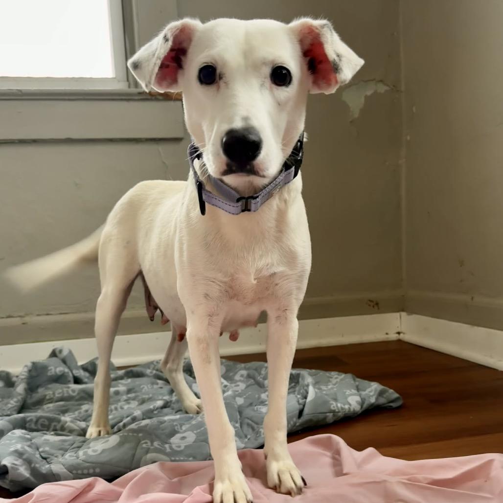 Snow Queen thumbnail 2