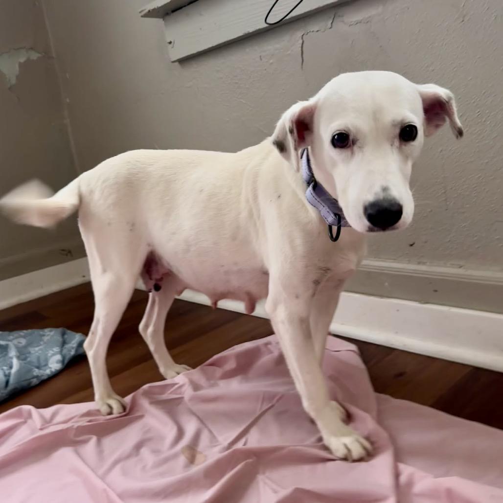 Snow Queen thumbnail 3