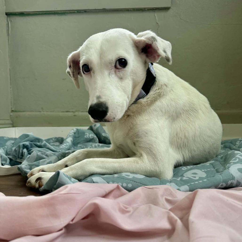 Snow Queen thumbnail 4