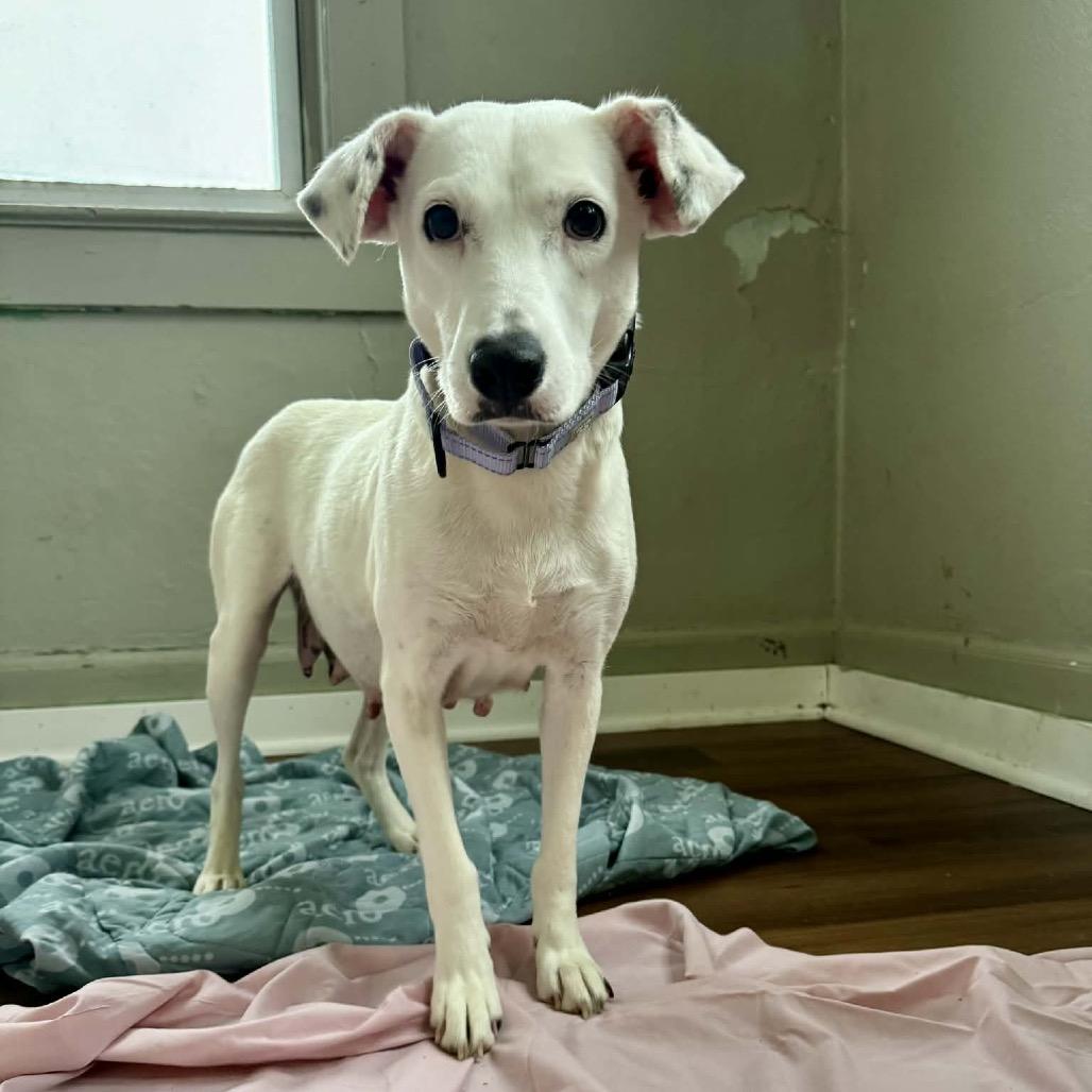 Snow Queen thumbnail 5