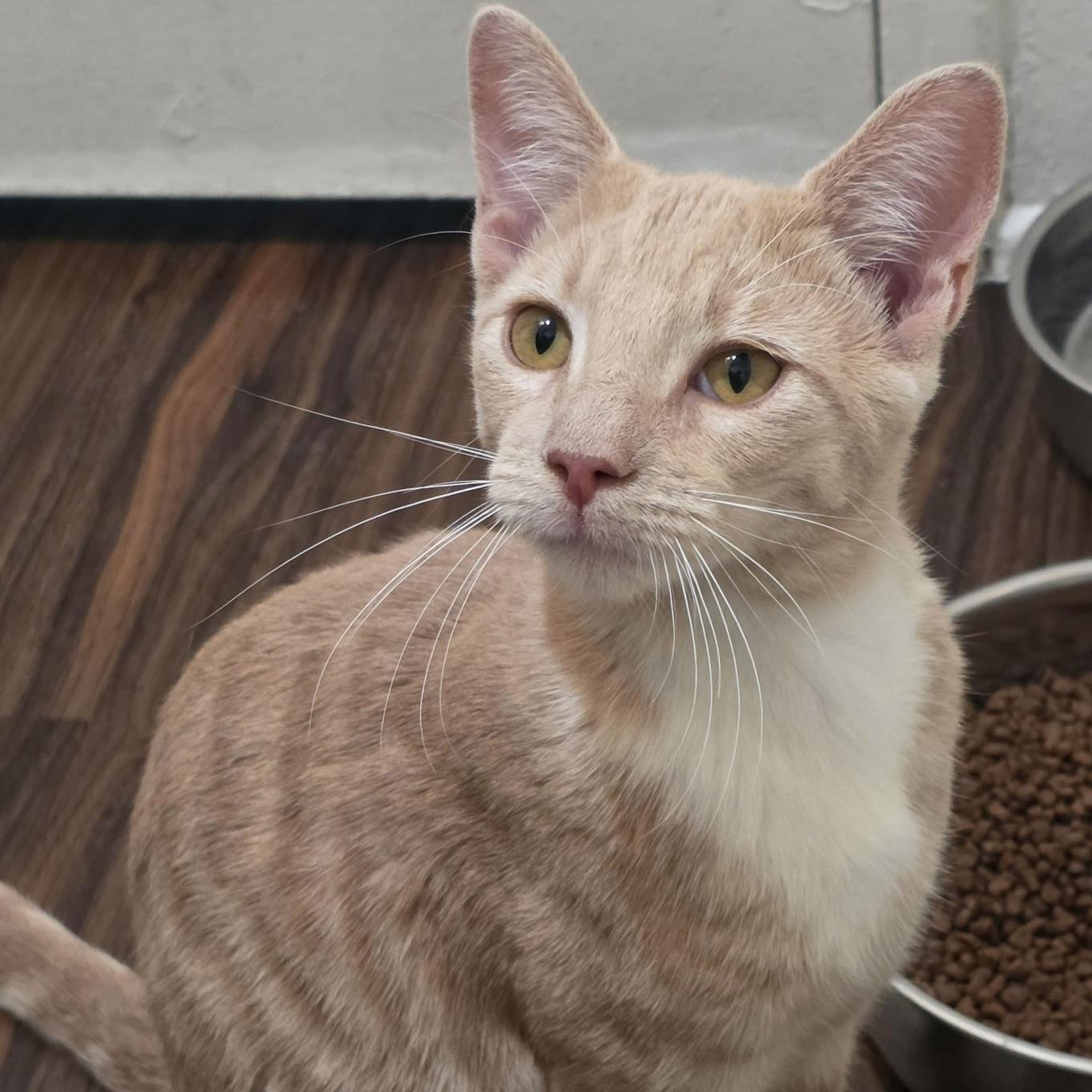 Enlarge Wilbur, a Adoptable Domestic Short Hair in Huntington Beach, CA image 2/4