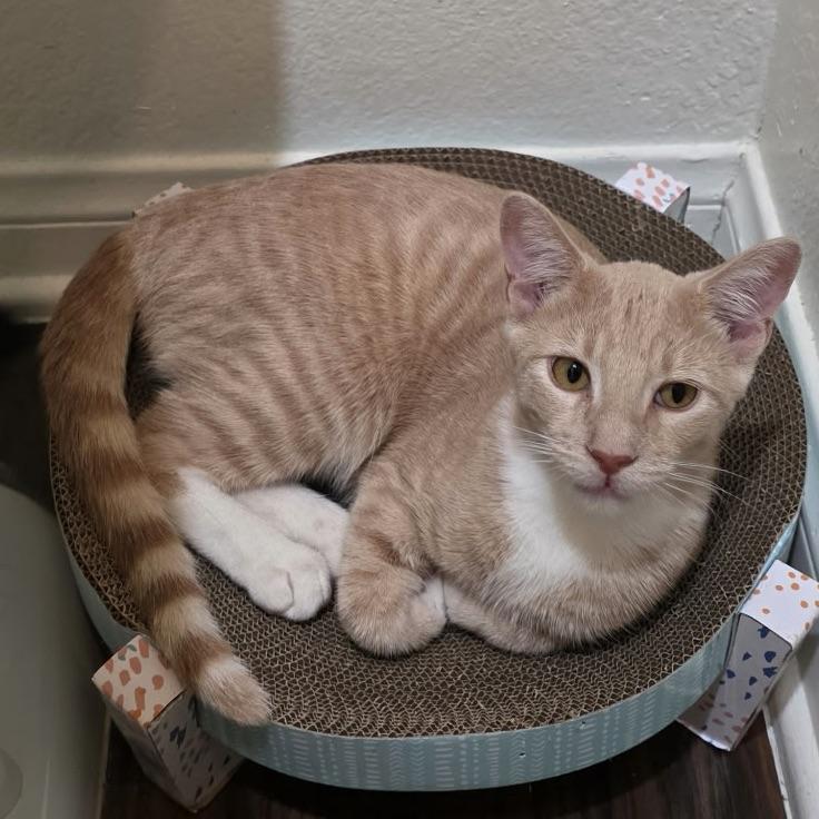 Enlarge Wilbur, a Adoptable Domestic Short Hair in Huntington Beach, CA image 3/4