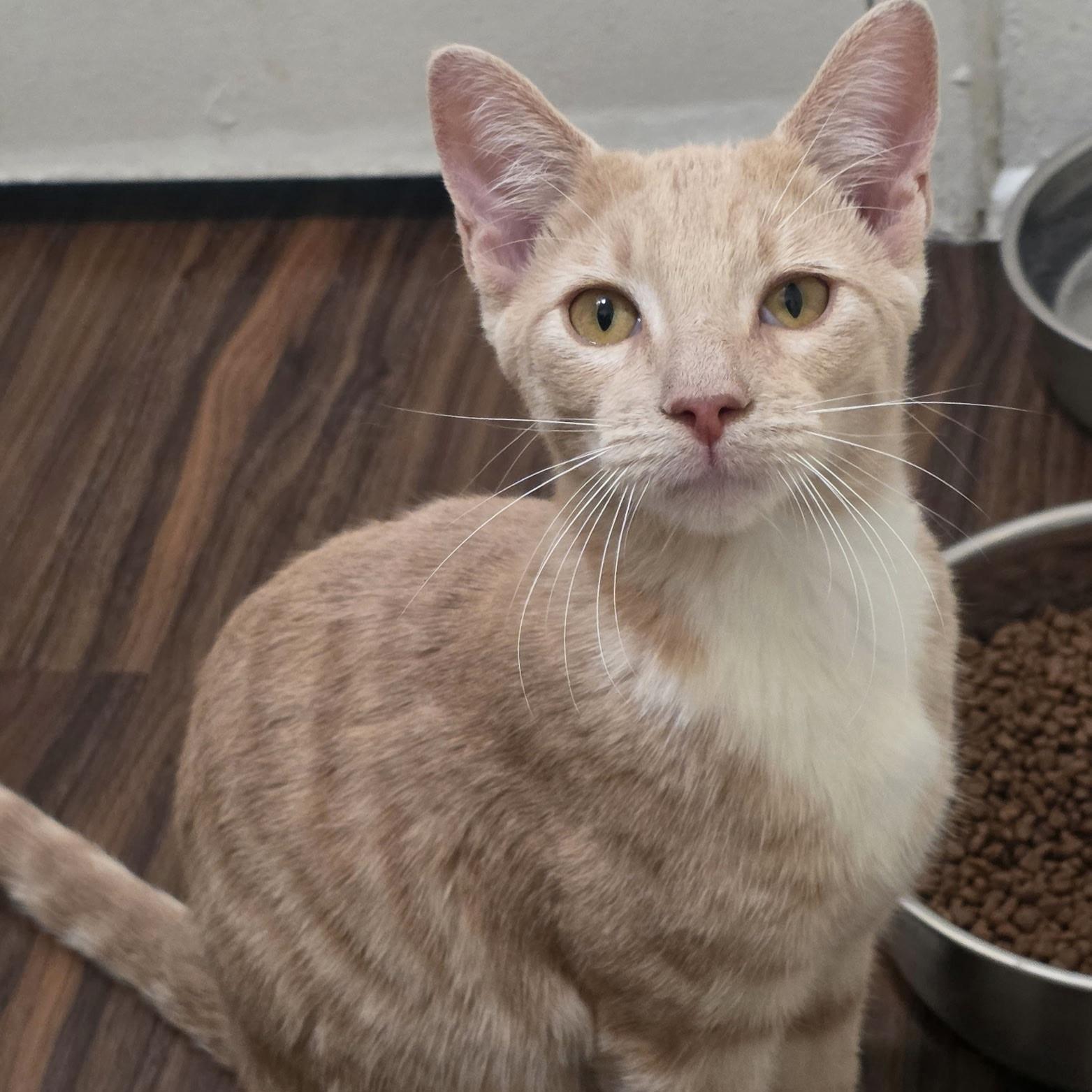 Wilbur, Adoptable, Kitten Male Domestic Short Hair.