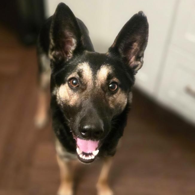 Enlarge Snirty, a ADOPTABLE mixed breed in Toledo, OH image 4/5