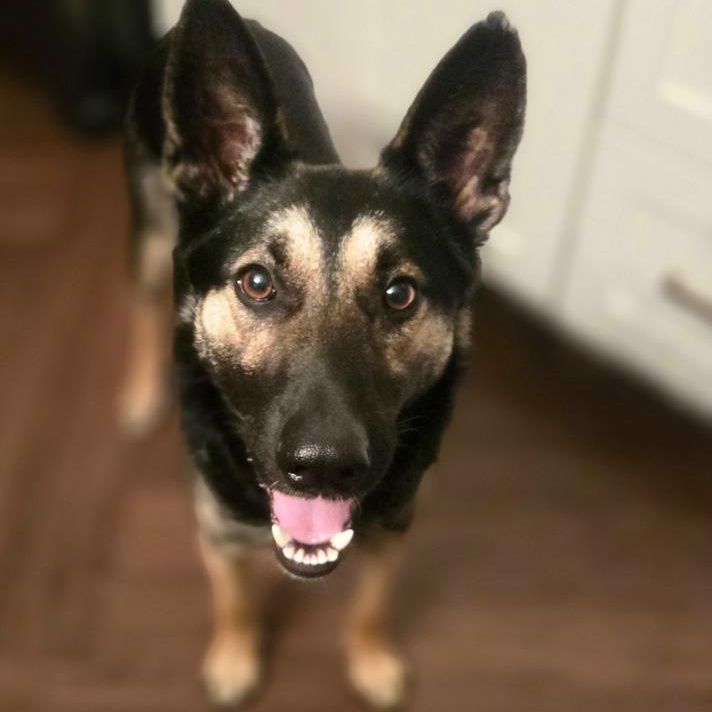 Enlarge Snirty, a ADOPTABLE mixed breed in Toledo, OH image 2/5