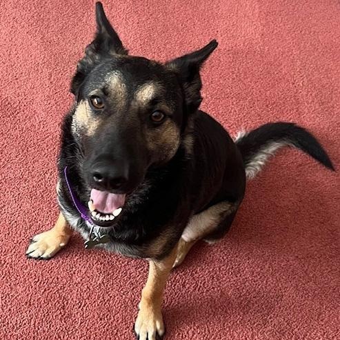 Enlarge Snirty, a ADOPTABLE mixed breed in Toledo, OH image 1/5