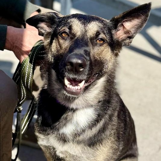 Enlarge Dulce Snirty, an adoptable mixed breed in Toledo, OH image 5/5