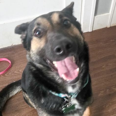 Enlarge Snirty, a ADOPTABLE mixed breed in Toledo, OH image 3/5