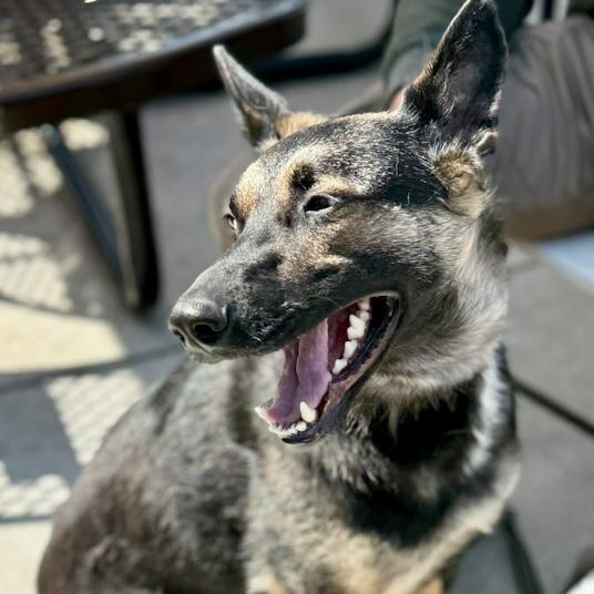 Dulce Snirty, adoptable, Adult Female German Shepherd Dog.