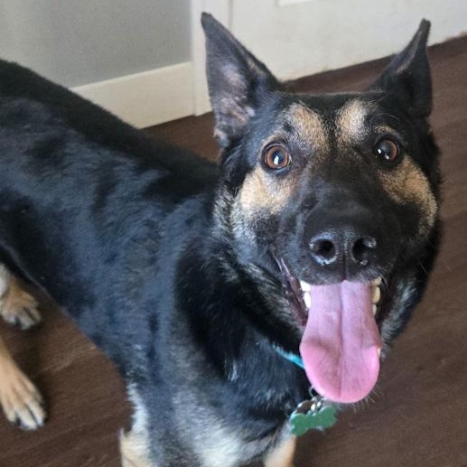 Enlarge Snirty, a ADOPTABLE mixed breed in Toledo, OH image 5/5