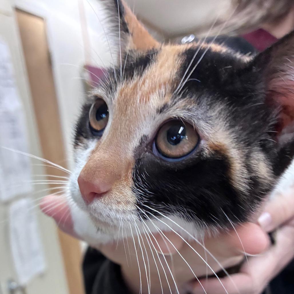 Latte, Adoptable, Kitten Female Manx.