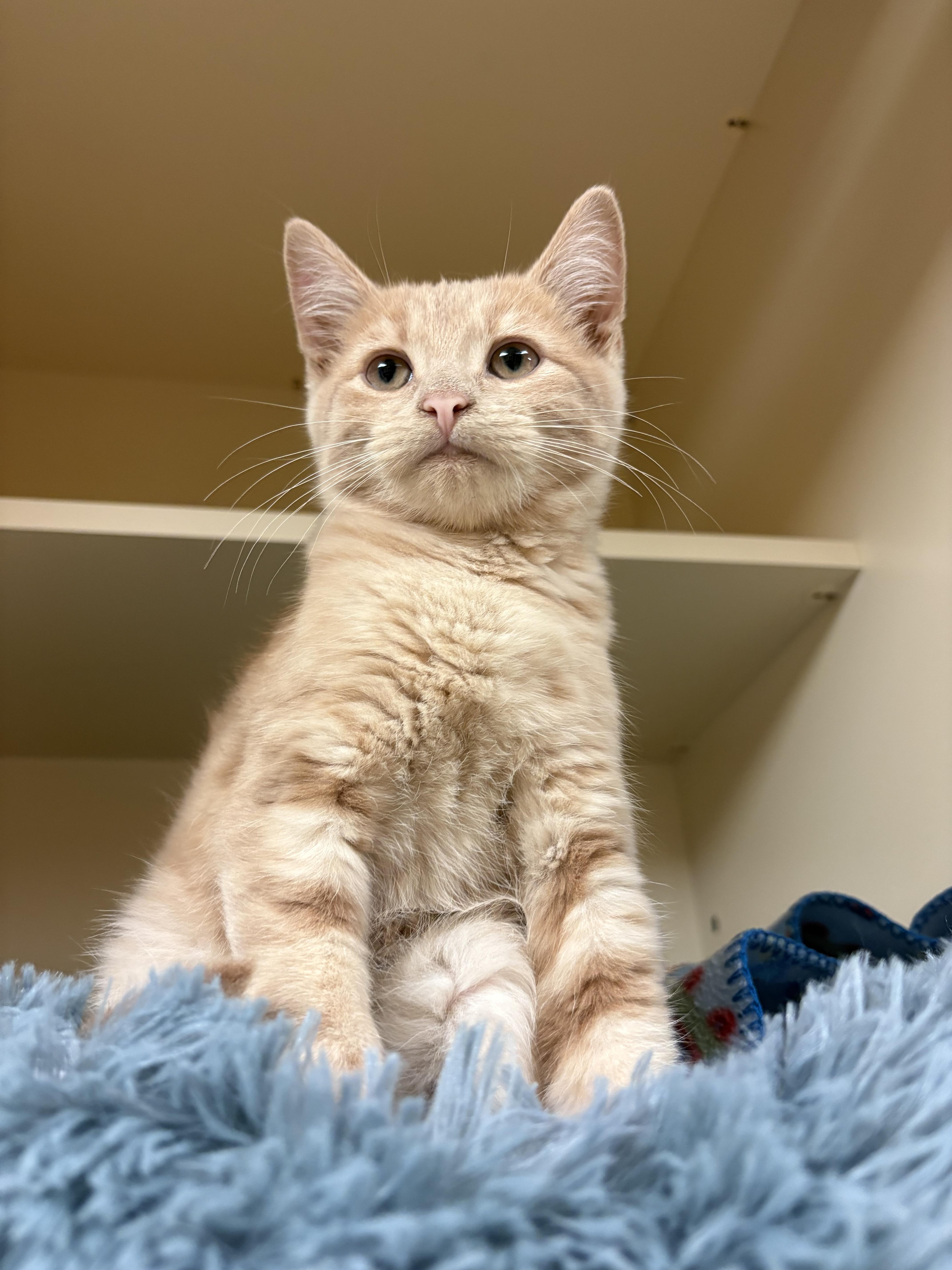 Enlarge Sandro, a ADOPTABLE mixed breed in Hays, KS image 6/6