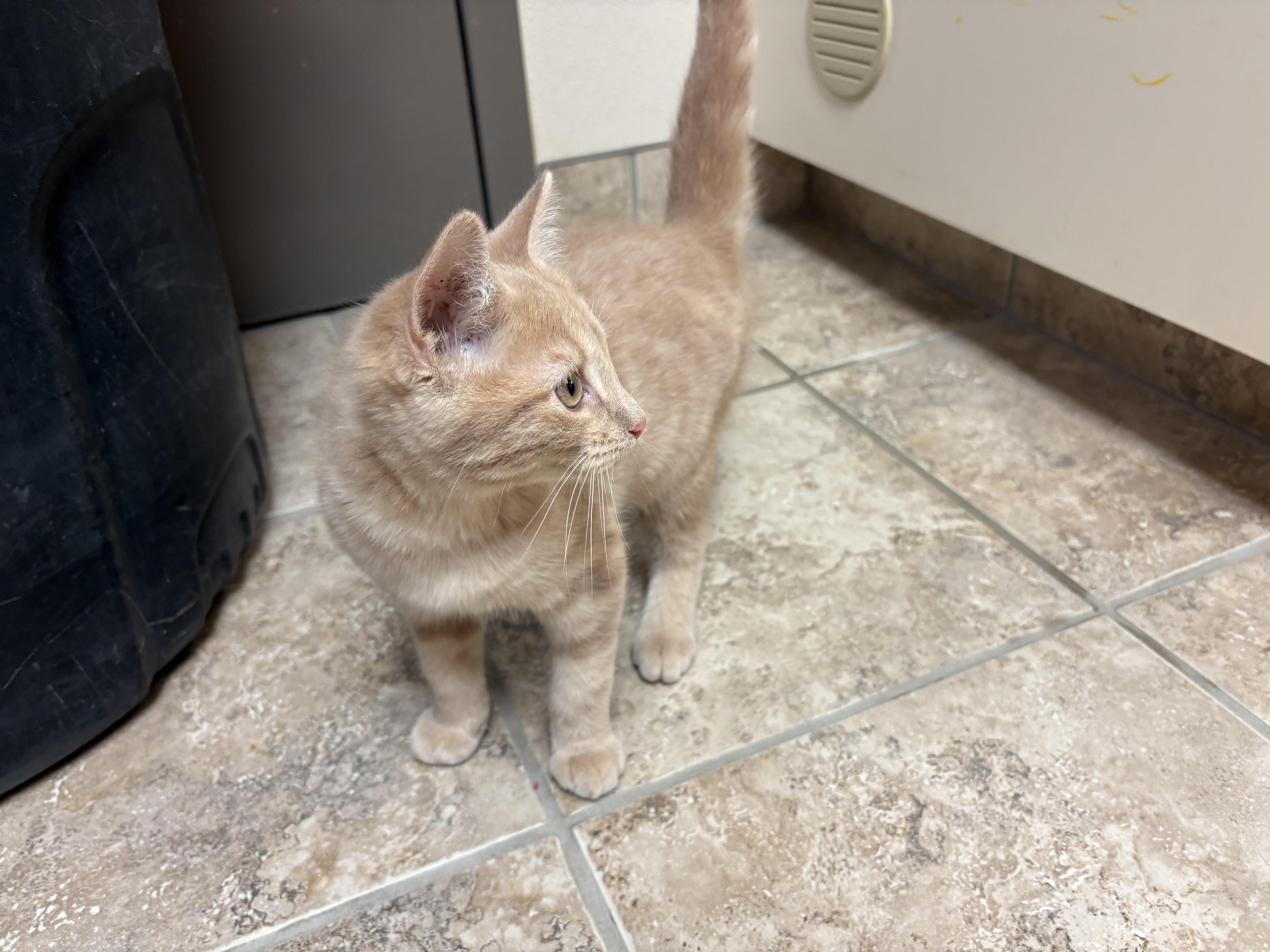 Enlarge Sandro, a ADOPTABLE mixed breed in Hays, KS image 5/6