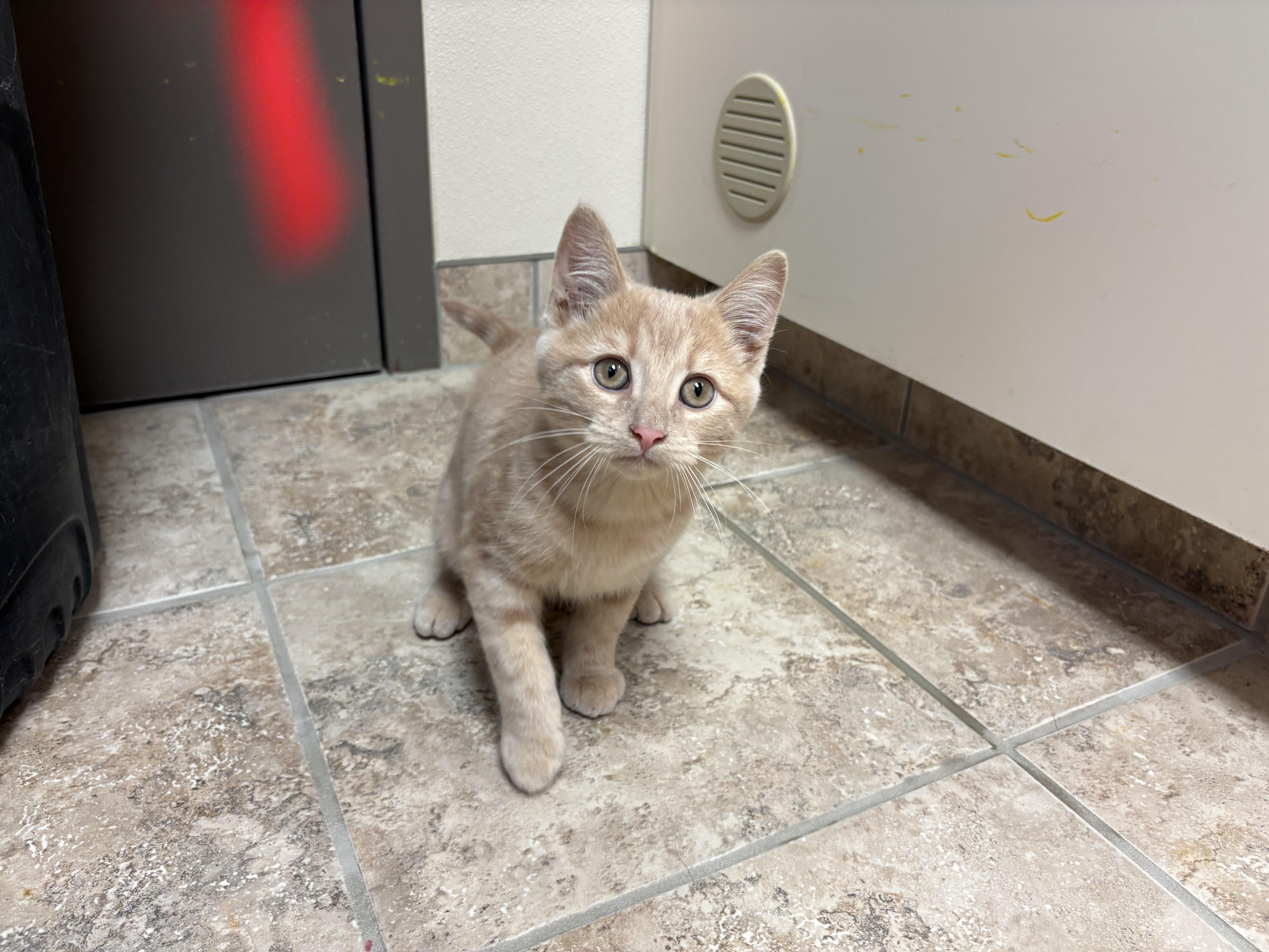 Enlarge Sandro, a ADOPTABLE mixed breed in Hays, KS image 4/6