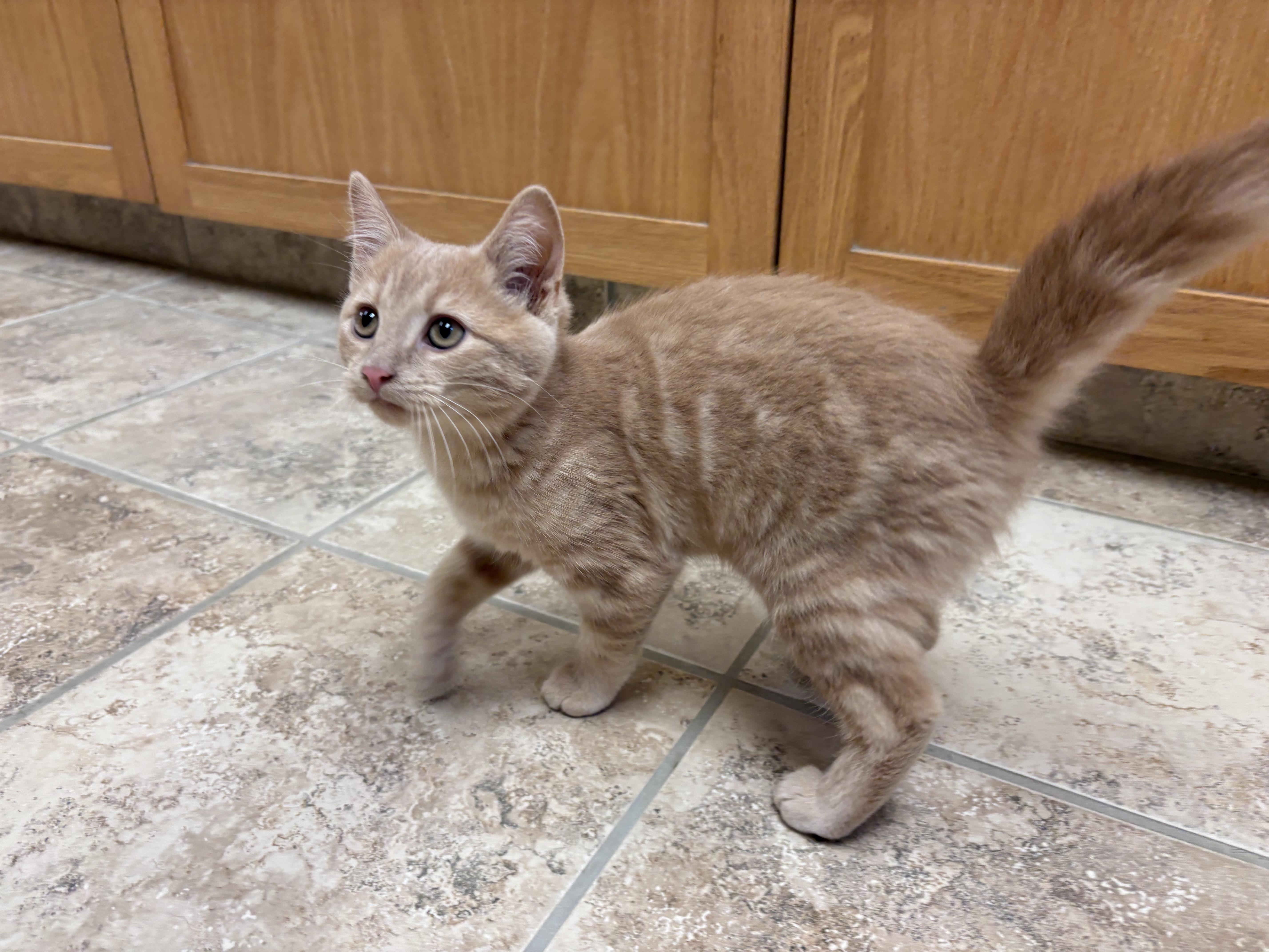 Enlarge Sandro, a ADOPTABLE mixed breed in Hays, KS image 2/6