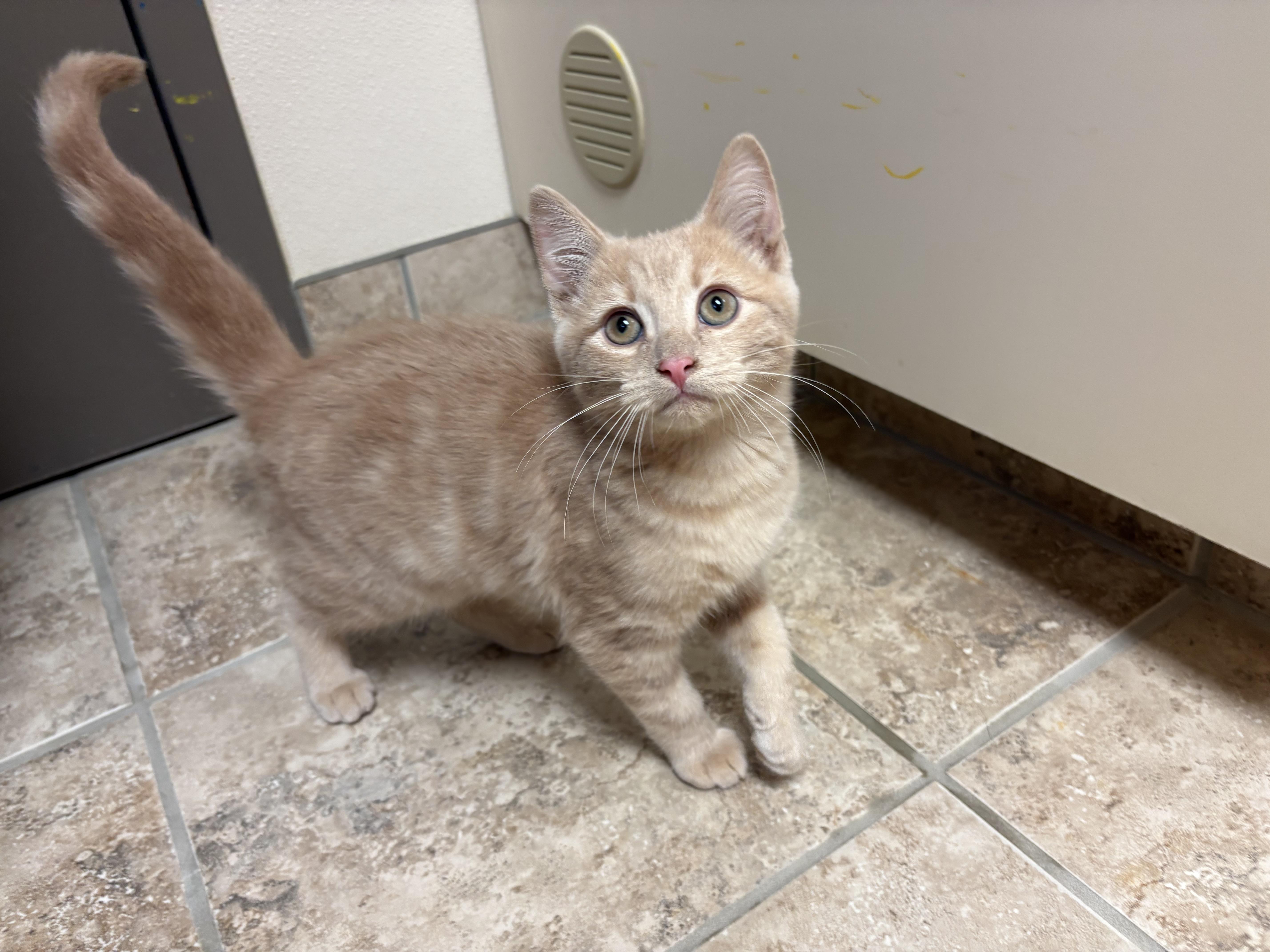 Enlarge Sandro, a ADOPTABLE mixed breed in Hays, KS image 3/6