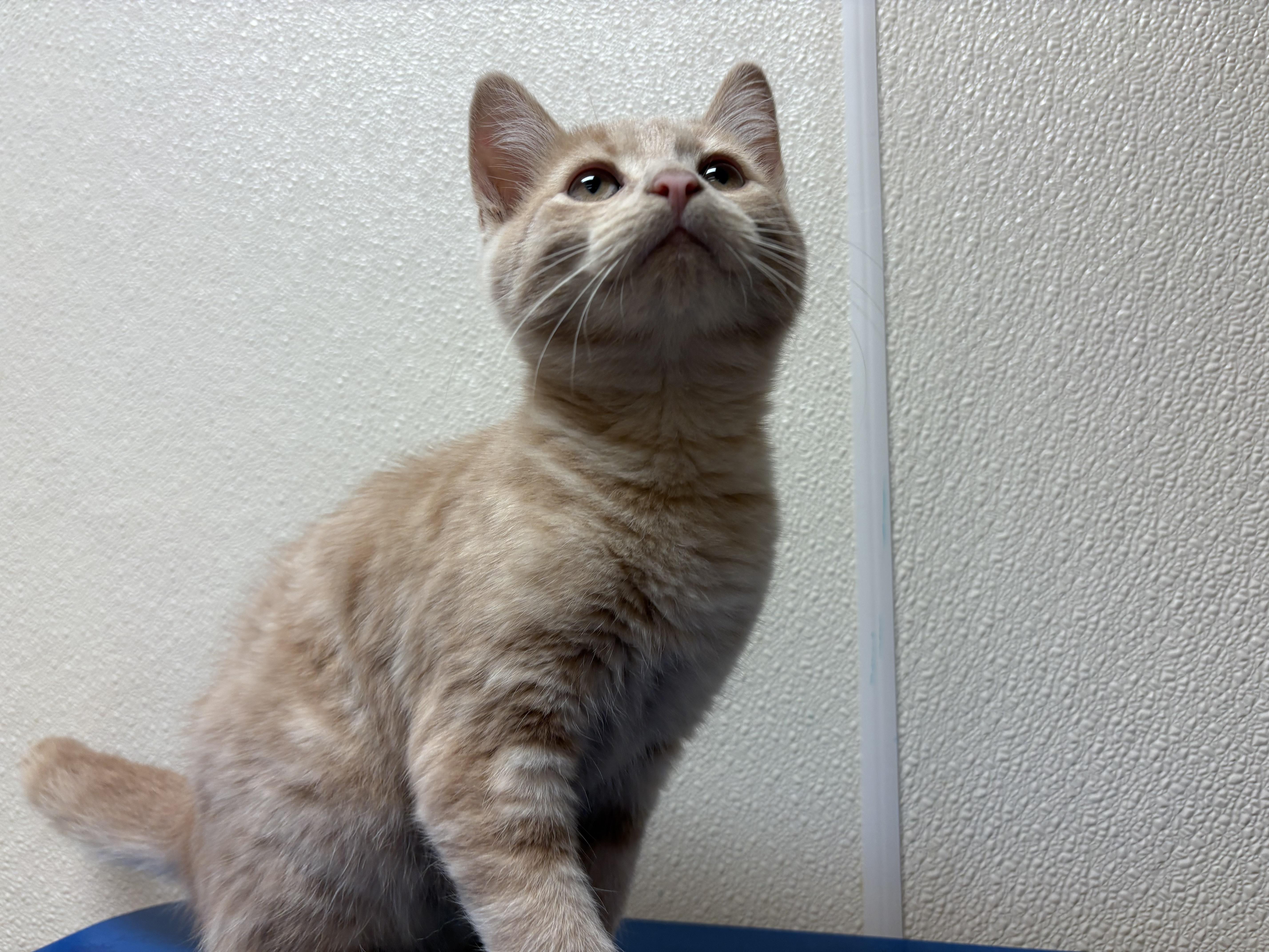 Sandro, ADOPTABLE, Kitten Male Domestic Short Hair.