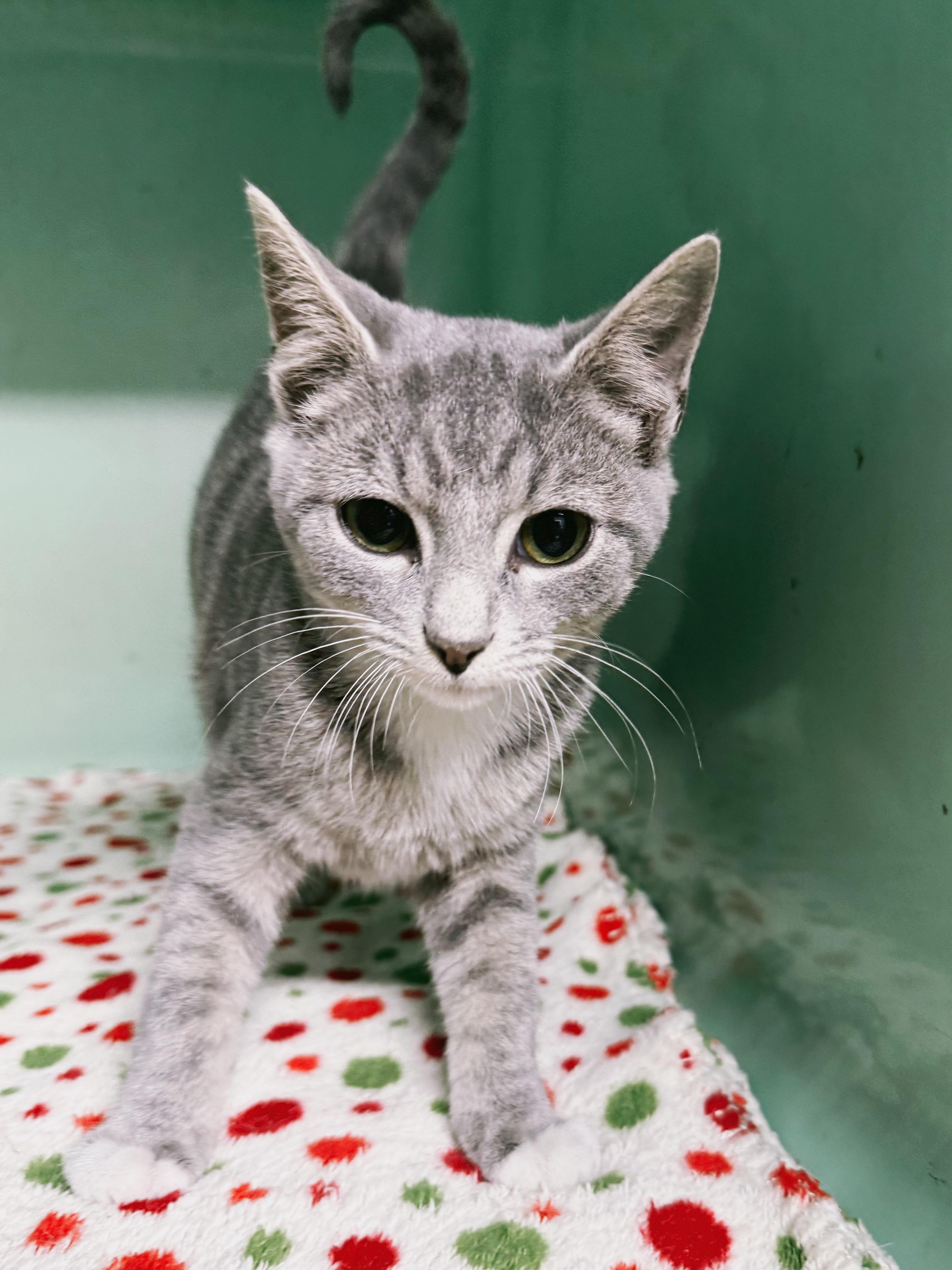 Enlarge Rolo, an adopted Domestic Short Hair in Varnville, SC image 1/2