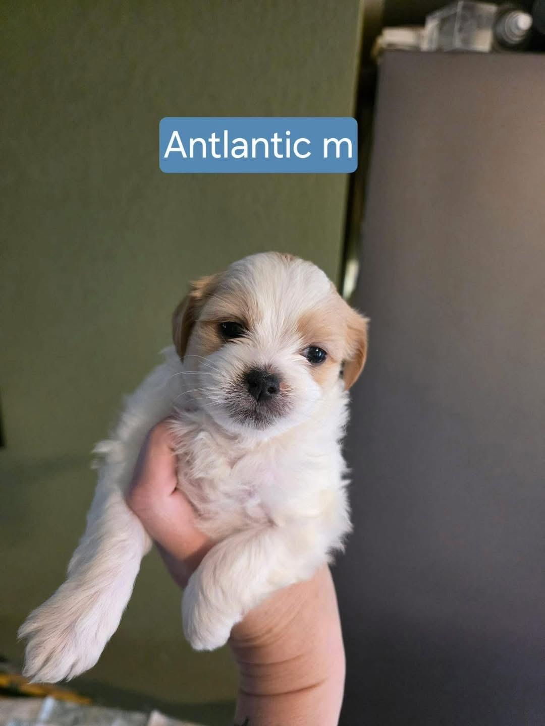 Enlarge Atlantic , a Adoptable mixed breed in Eugene, OR image 1/1