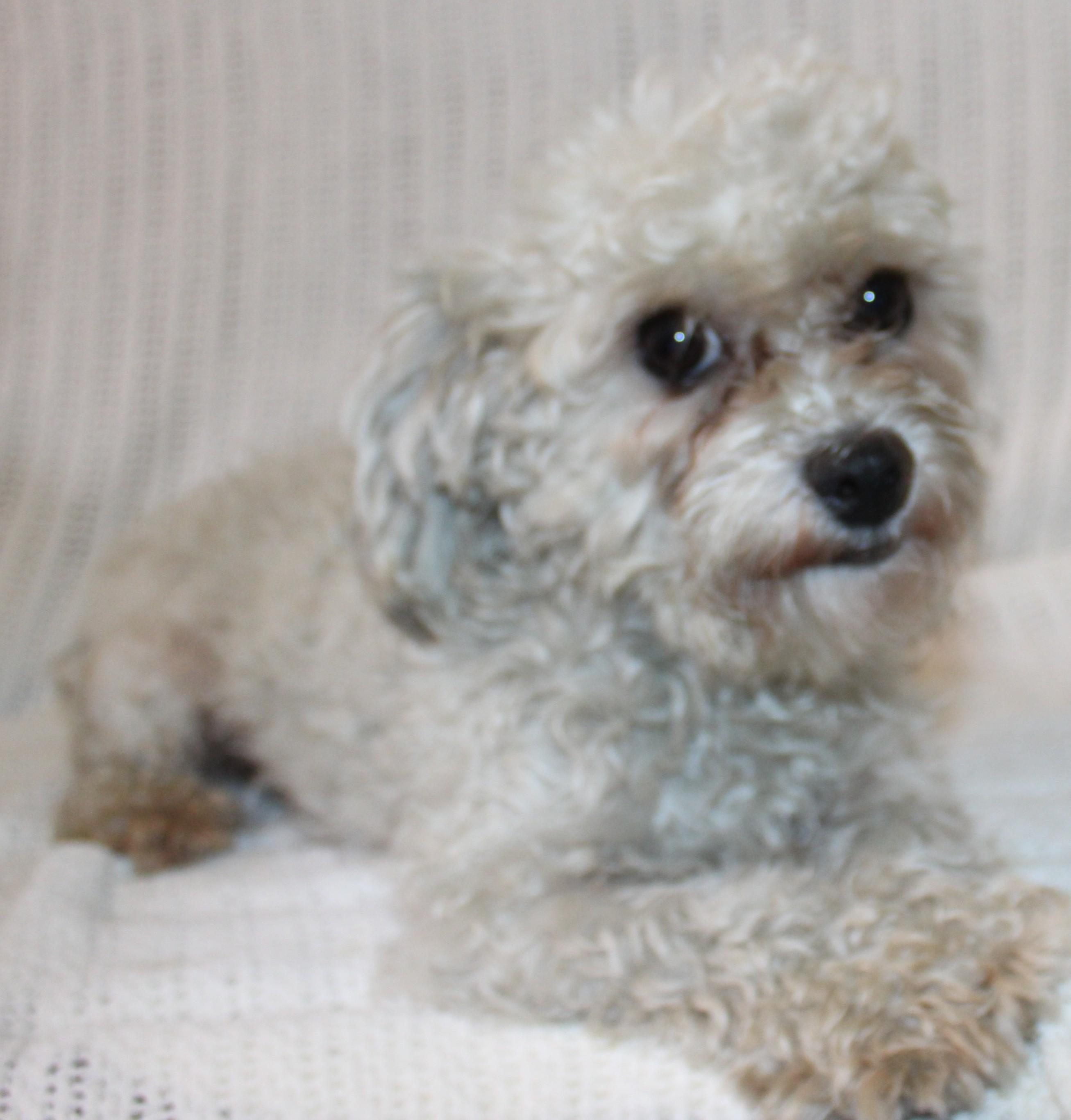 Frost, an adoptable Maltese in Huron, SD, 57350 | Photo Image 1