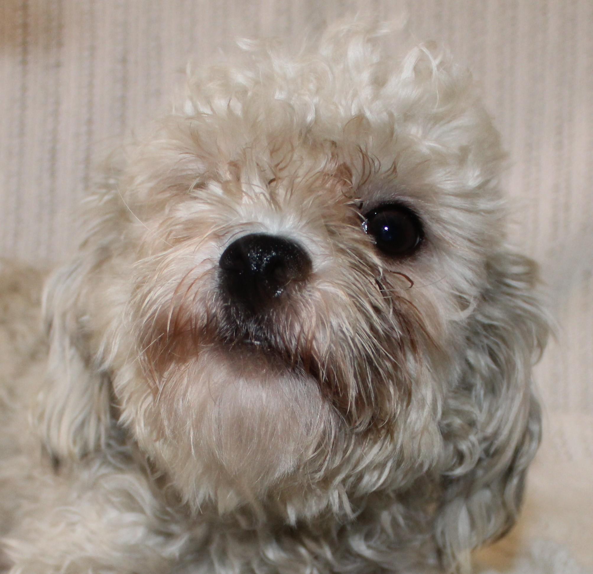 Frost, an adoptable Maltese in Huron, SD, 57350 | Photo Image 3