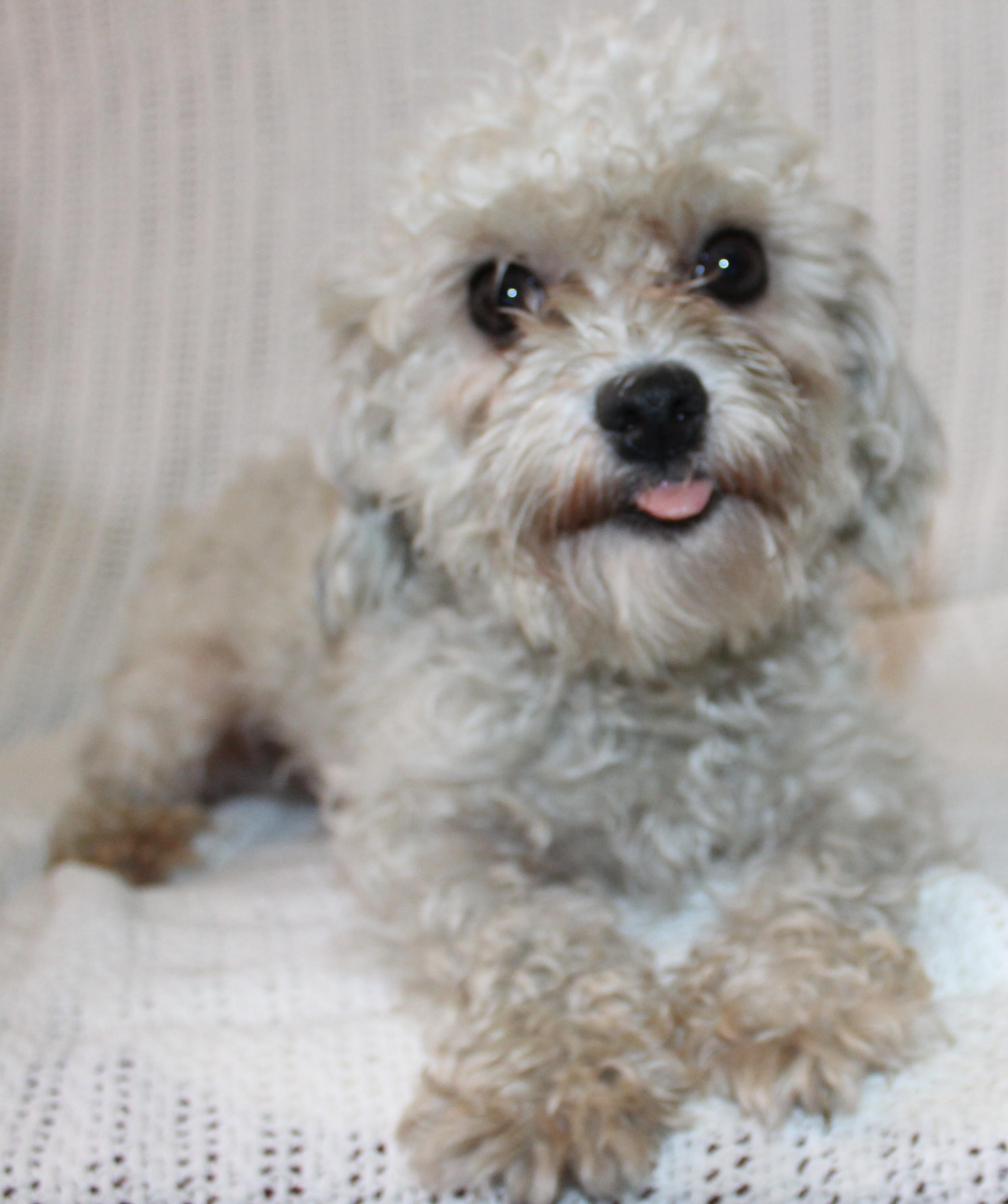 Frost, an adoptable Maltese in Huron, SD, 57350 | Photo Image 2