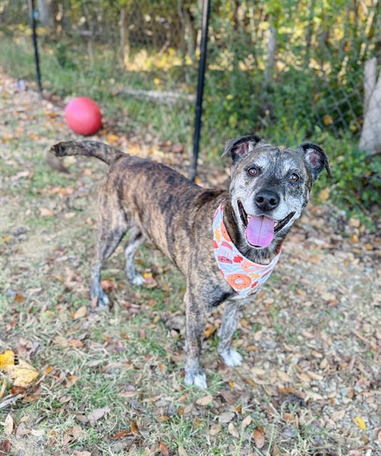 Enlarge COLBY, a Adoptable mixed breed in Haw River, NC image 1/1