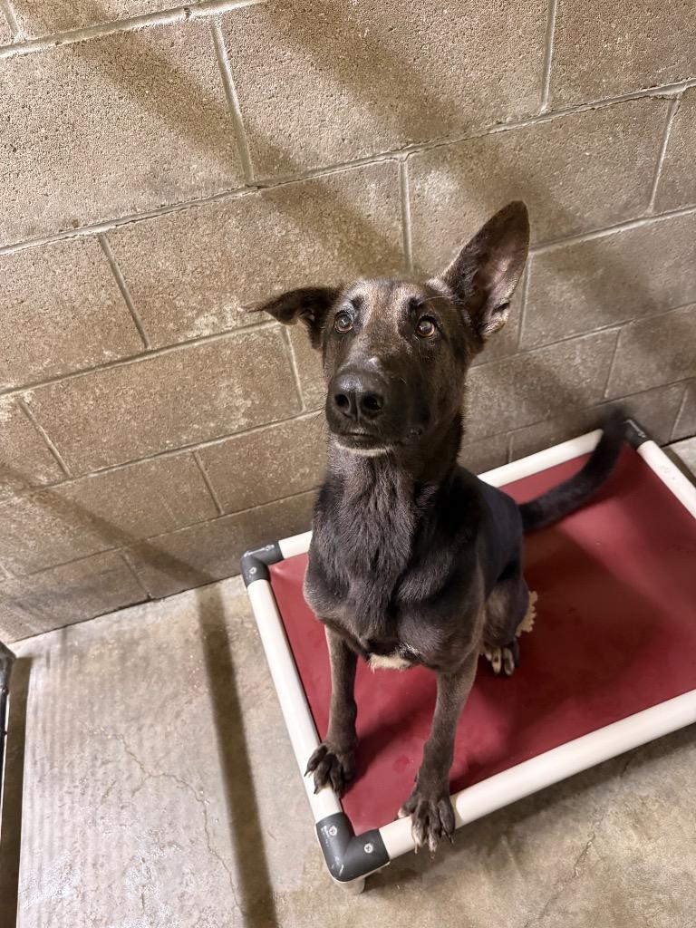 Miracle, Adoptable, Adult Female Shepherd & Mixed Breed.