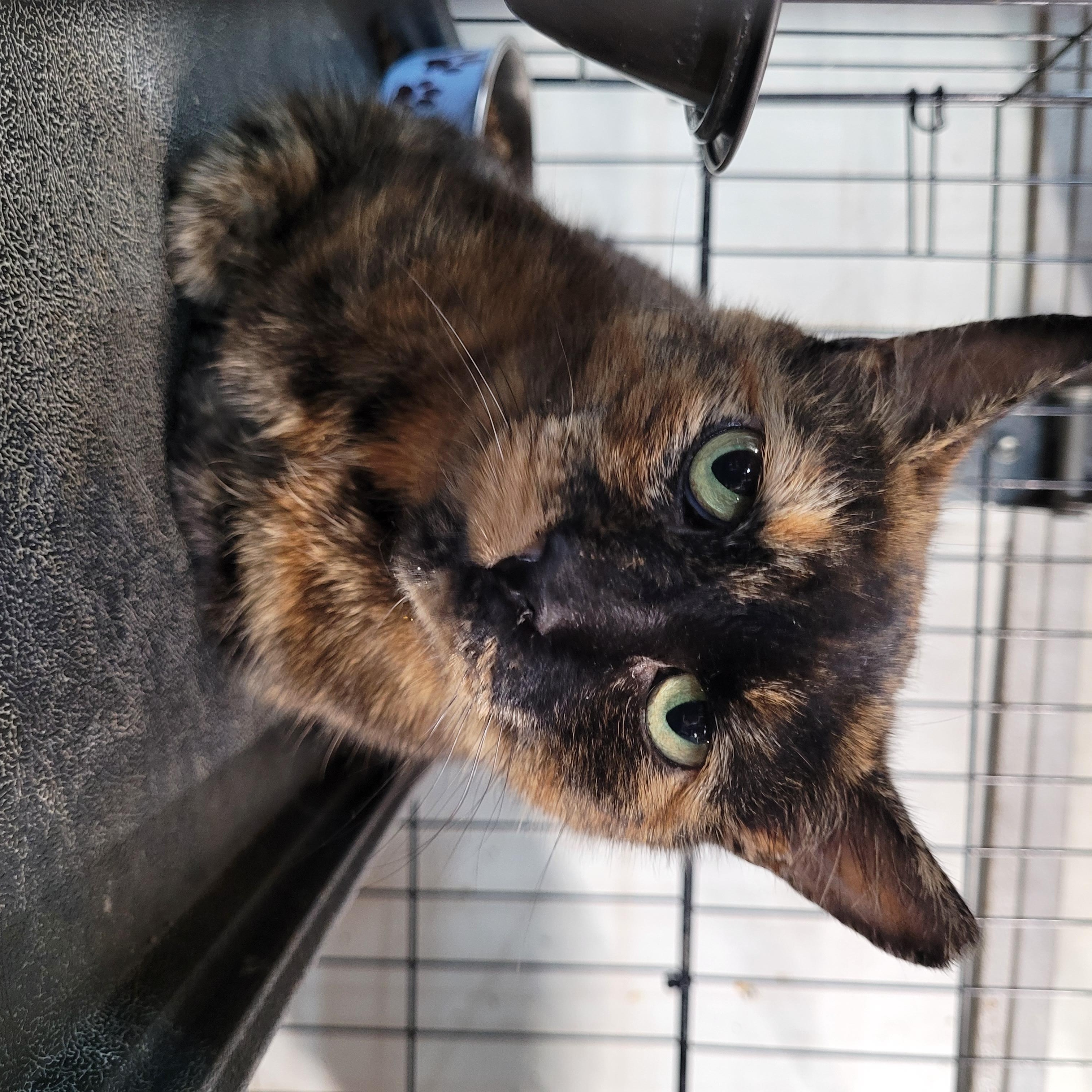 Meteora, a ADOPTABLE Tortoiseshell in Maple Shade, NJ image 3/3