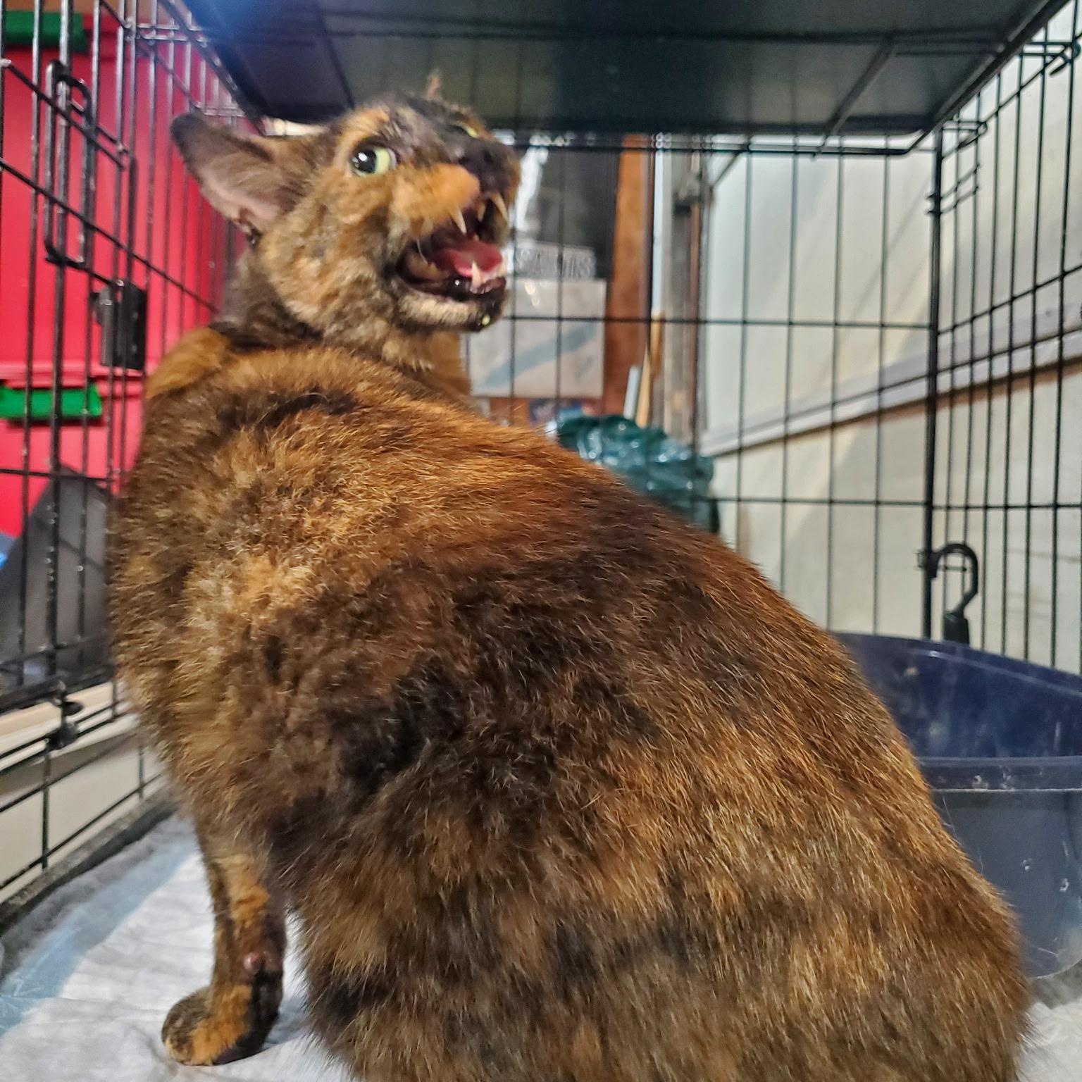 Meteora, ADOPTABLE, Adult Female Tortoiseshell.