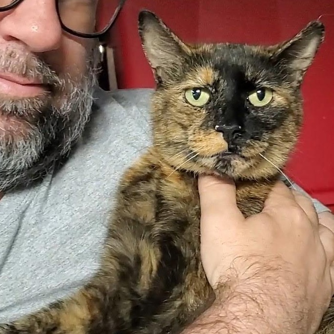 Meteora, a ADOPTABLE Tortoiseshell in Maple Shade, NJ image 2/3