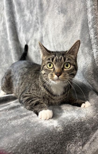 Nissa, Adoptable, Adult Female Domestic Short Hair.