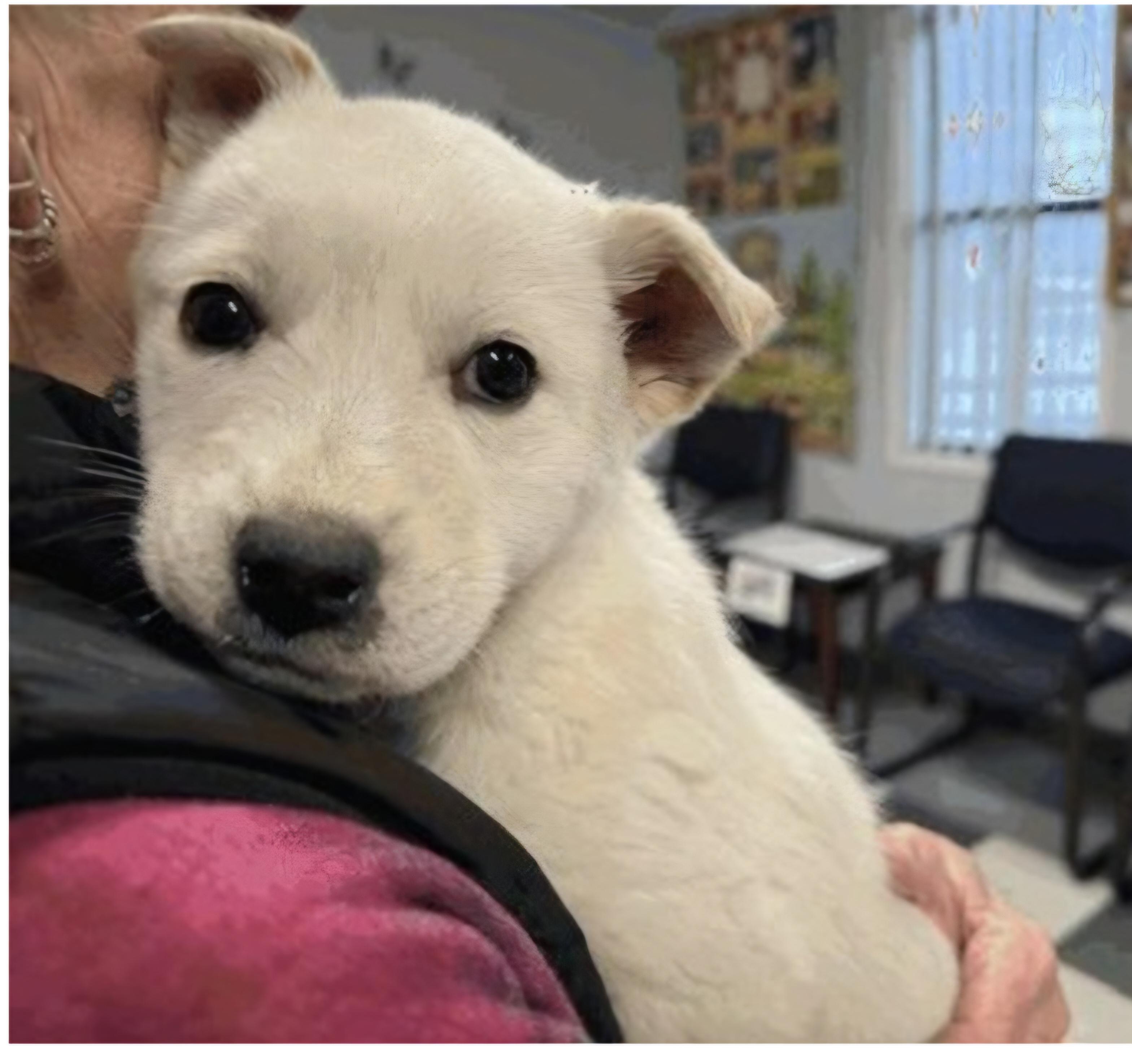 ELSA, ADOPTABLE, Puppy Female Australian Cattle Dog / Blue Heeler & Labrador Retriever.