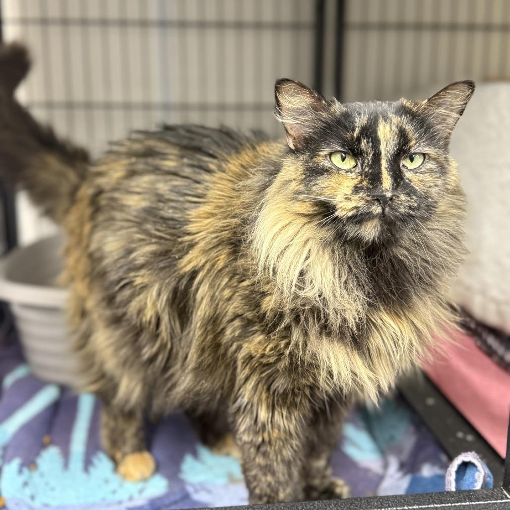 Princess Leia, Adoptable, Adult Female Domestic Long Hair.