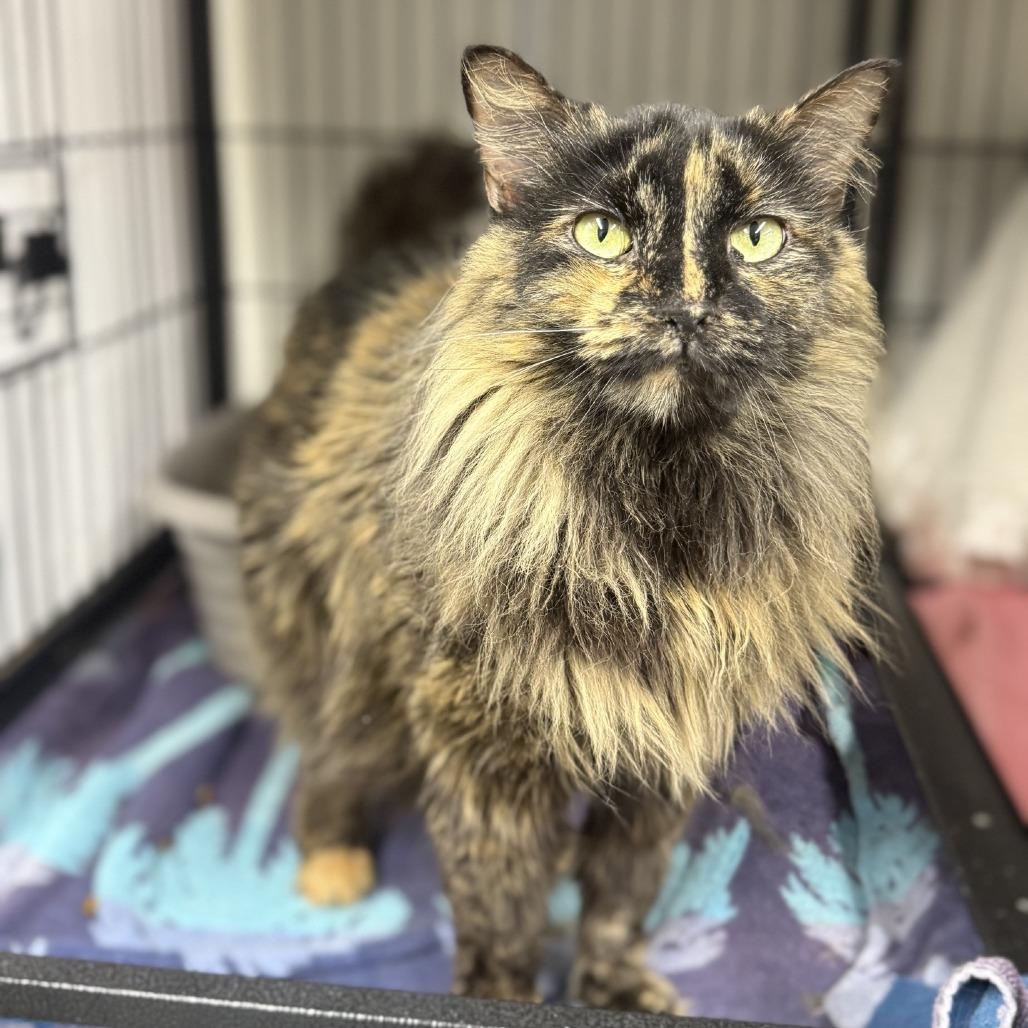 Enlarge Princess Leia, a Adoptable Domestic Long Hair in Ridgely, MD image 2/2