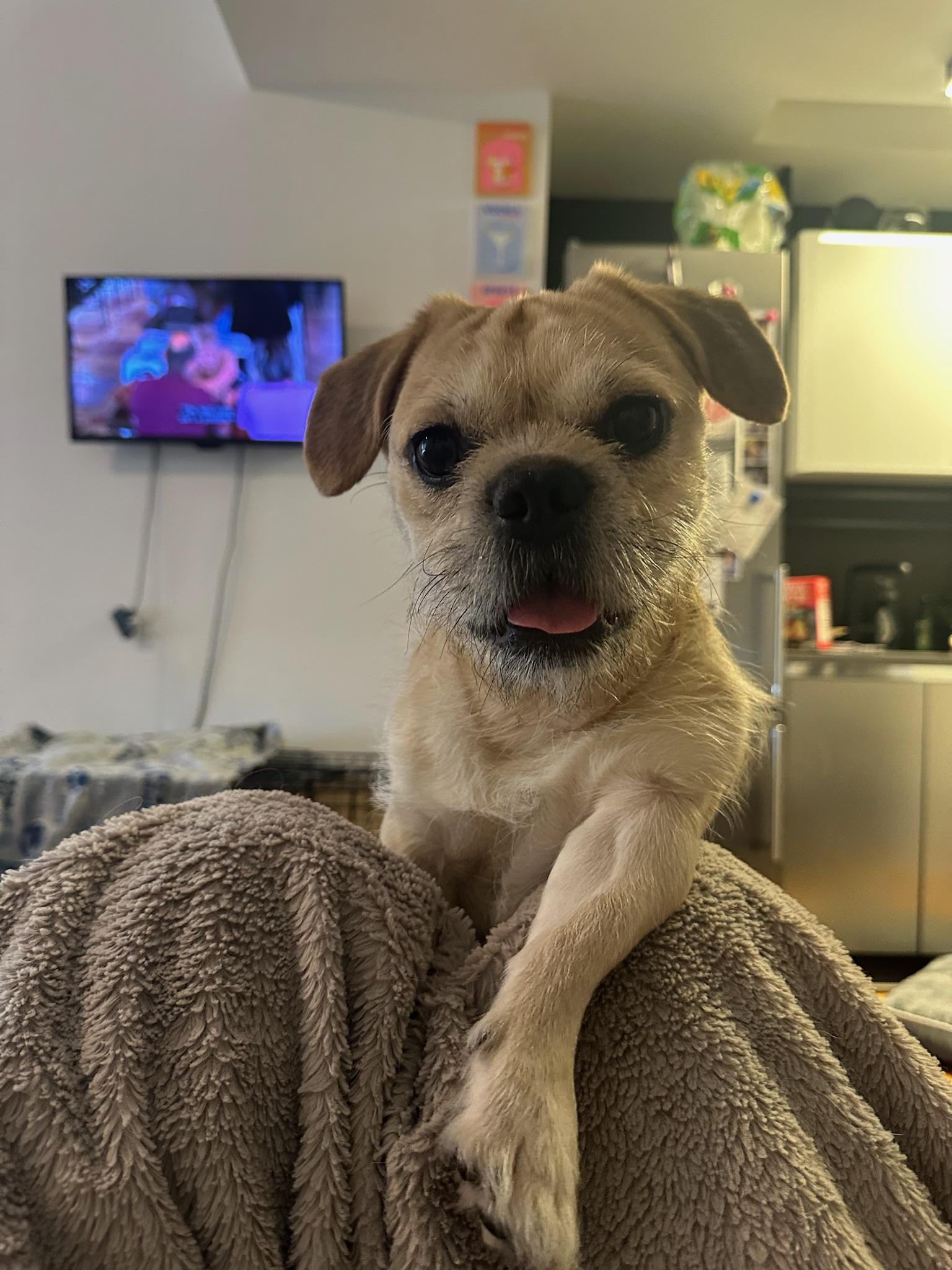 Miller, an adopted mixed breed in Ridgewood, NY image 3/6