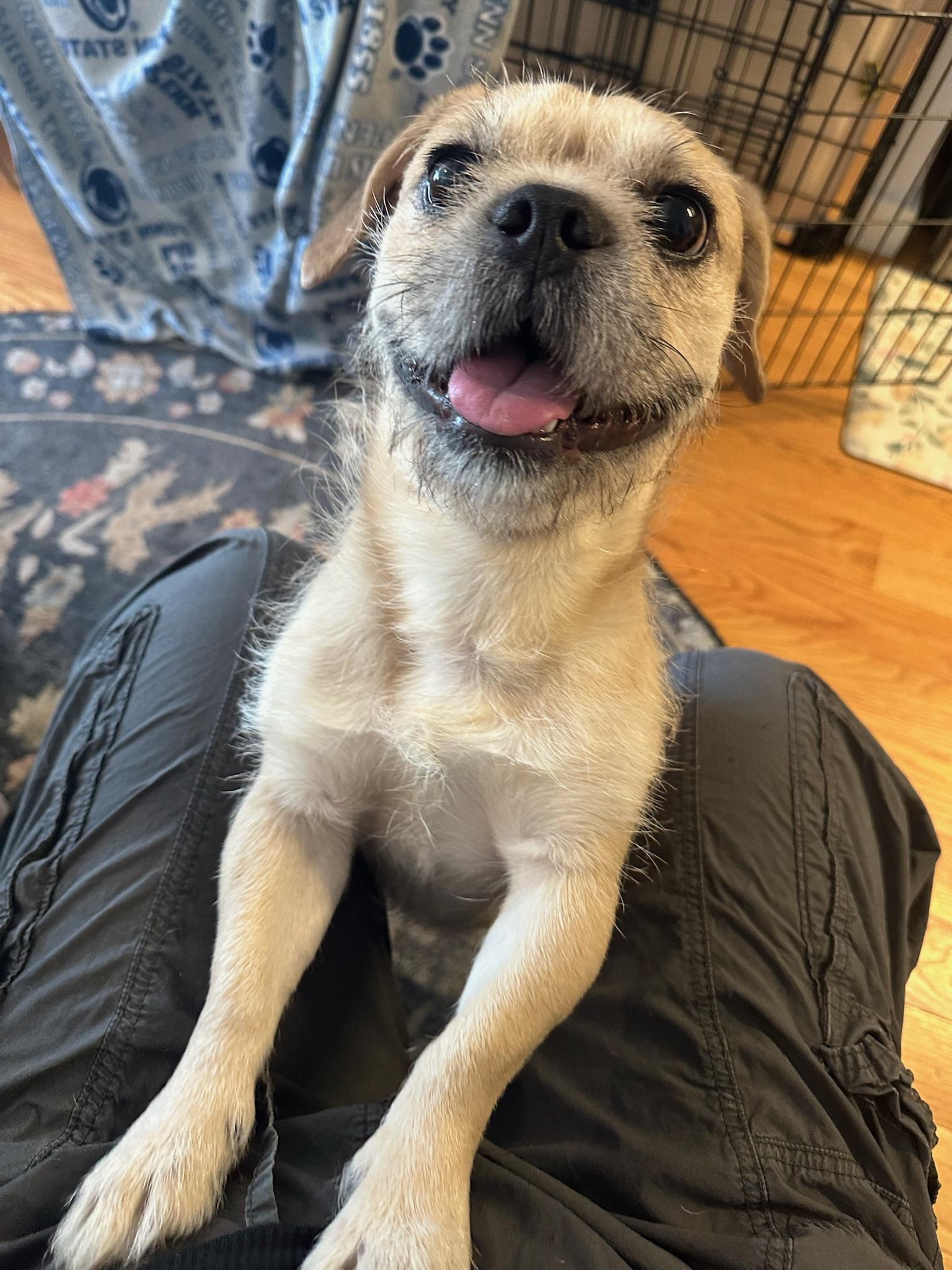 Miller, adopted, Young Male Mixed Breed.