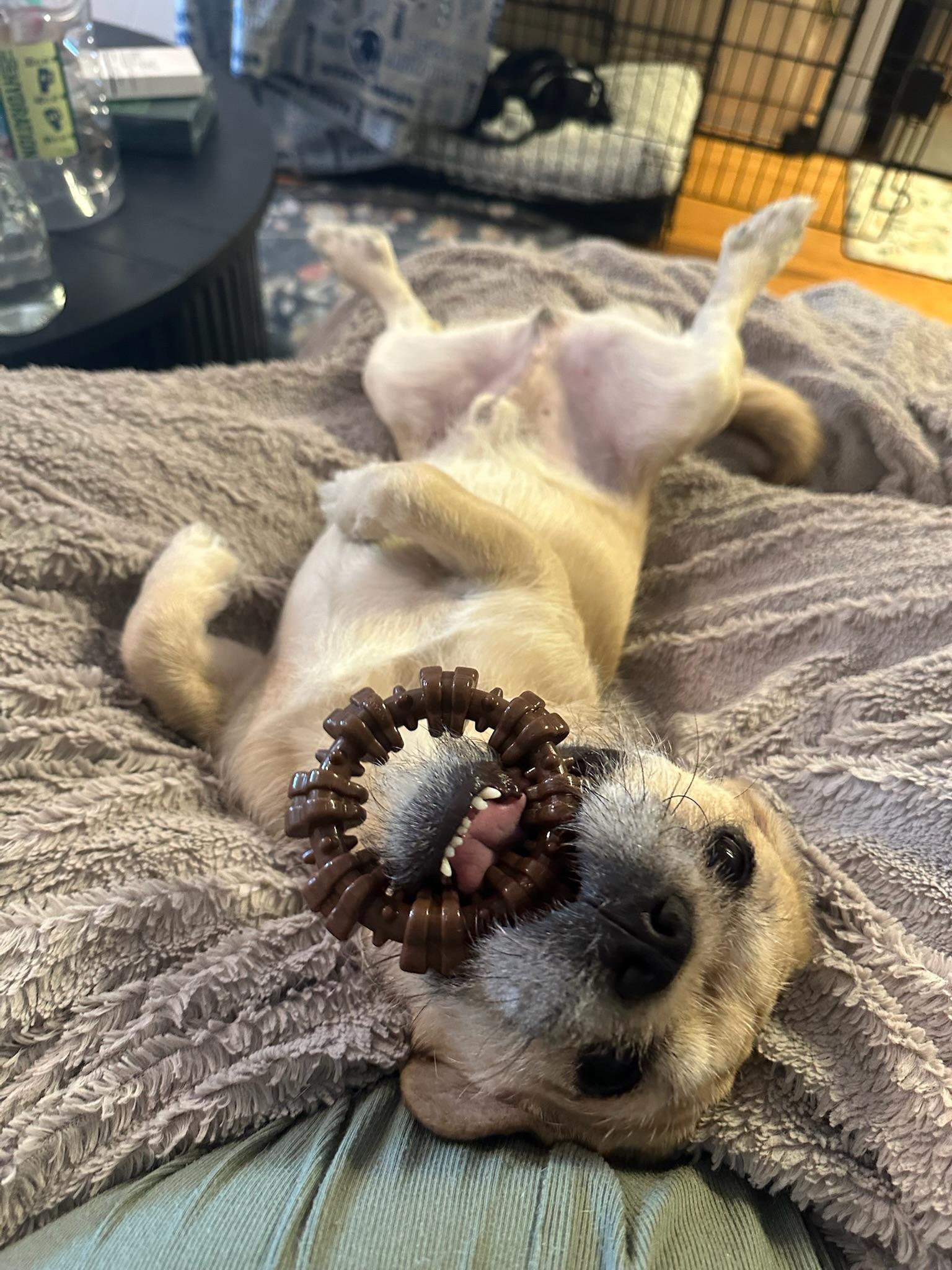 Miller, an adopted mixed breed in Ridgewood, NY image 5/6