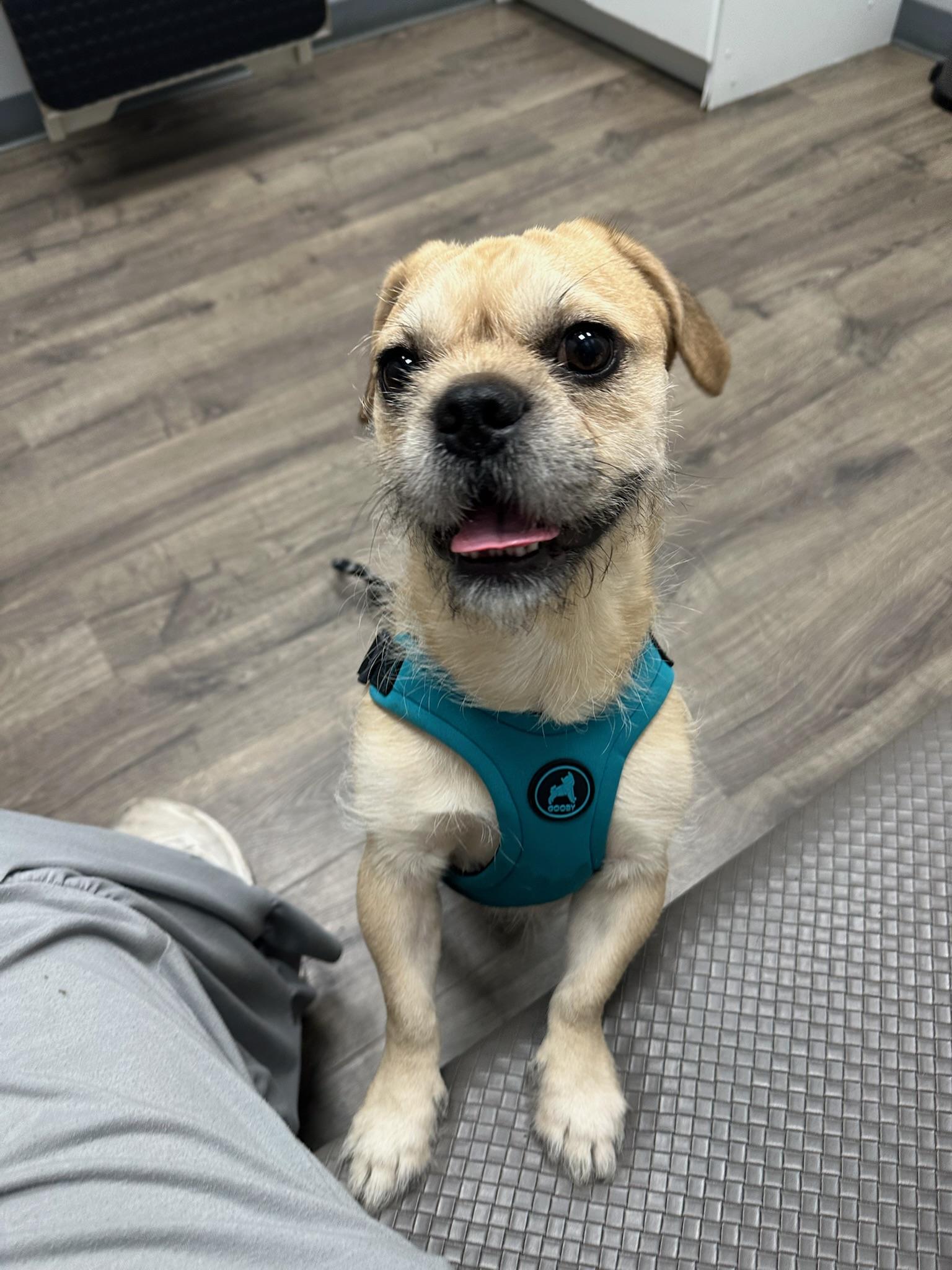 Miller, an adopted mixed breed in Ridgewood, NY image 6/6