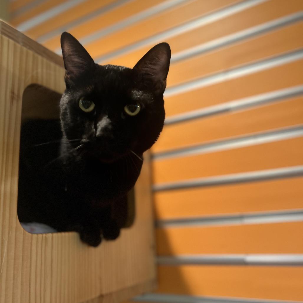 Enlarge Justin, a Adoptable Domestic Short Hair in Waukesha, WI image 1/2