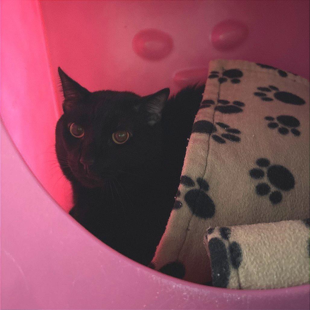 Enlarge Justin, a Adoptable Domestic Short Hair in Waukesha, WI image 2/2