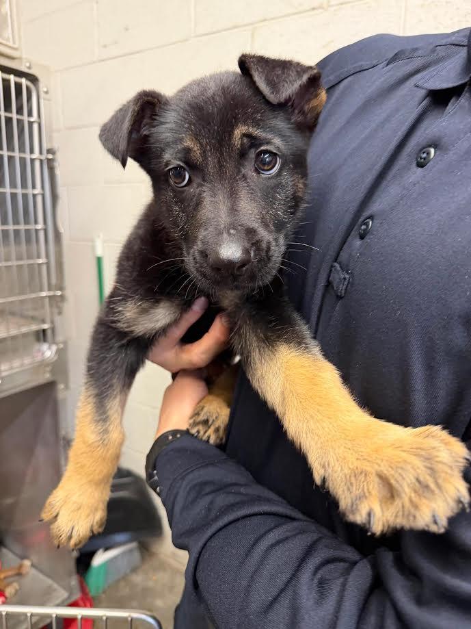 Sierra, ADOPTABLE, Young Female German Shepherd Dog.