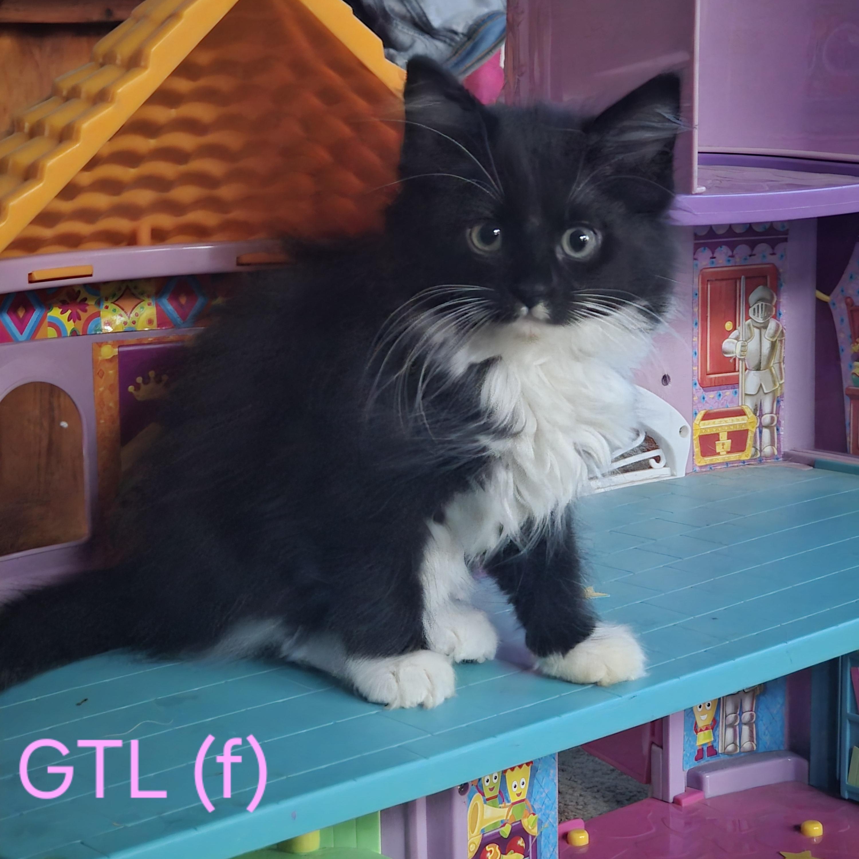 GTL