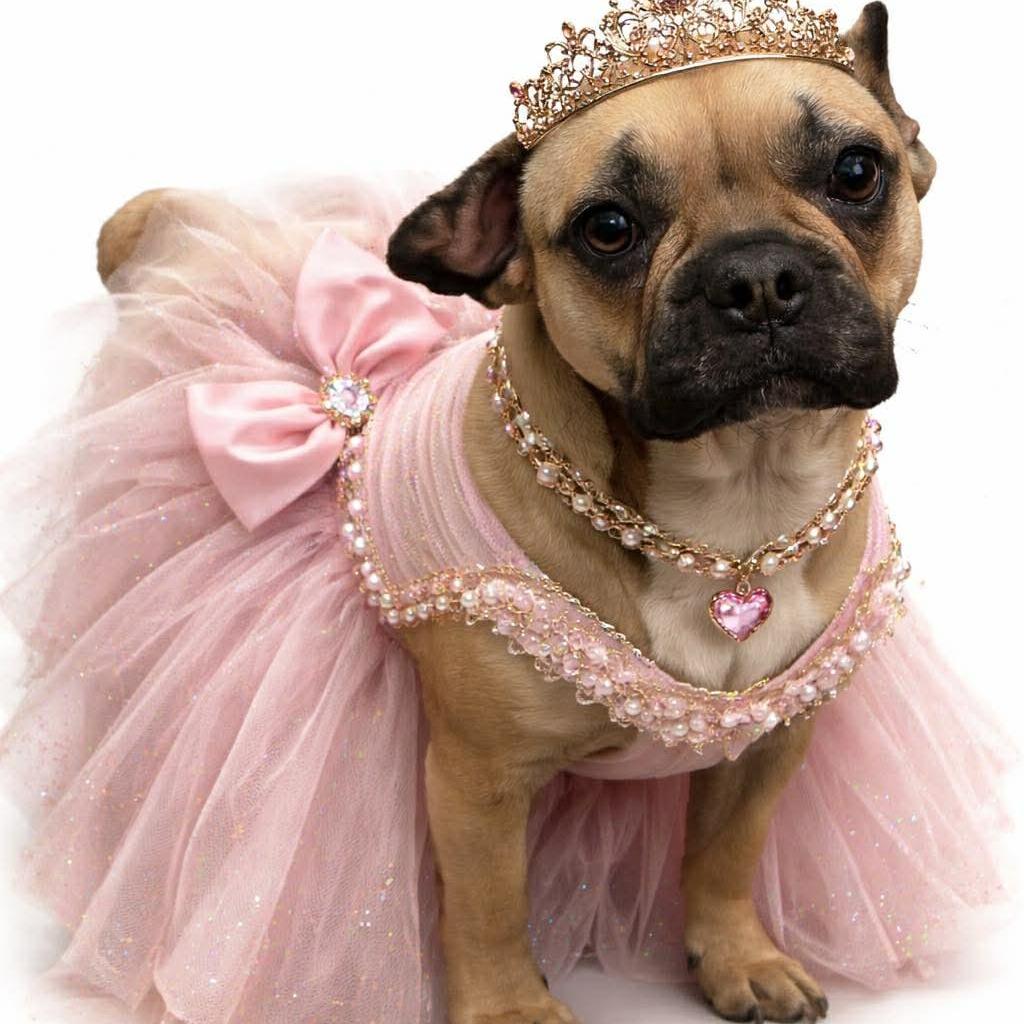 Chanel, Adoptable, Adult Female French Bulldog.