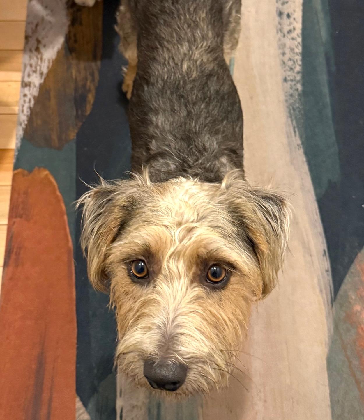 Snickerdoodle , an adopted mixed breed in Brooklyn, NY image 4/5