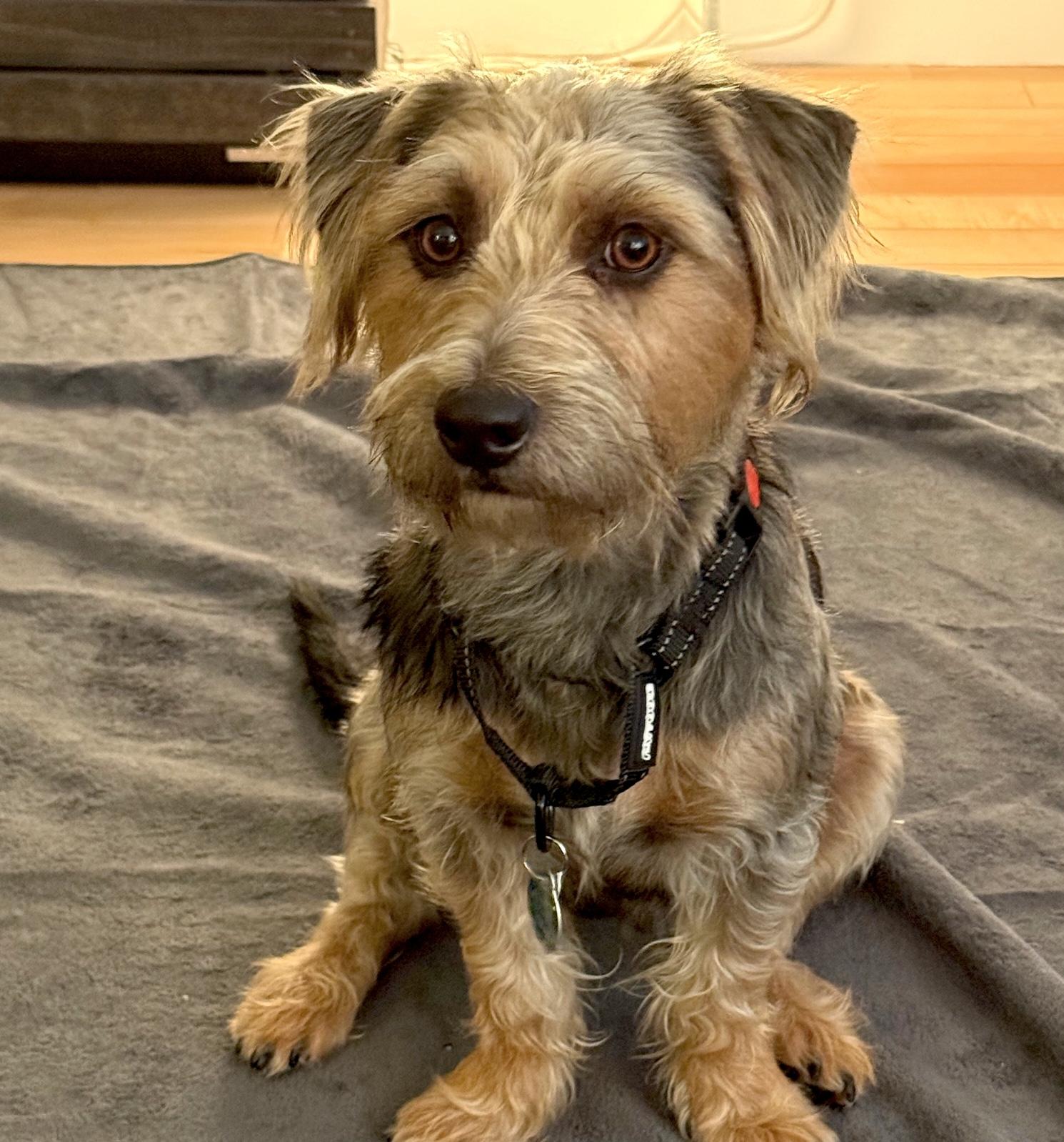 Snickerdoodle , an adopted mixed breed in Brooklyn, NY image 1/5