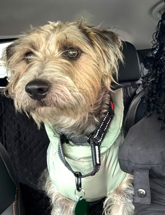 Snickerdoodle , an adopted mixed breed in Brooklyn, NY image 3/5